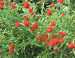 Foto Dārza Ziedi Globe Amarants (Gomphrena globosa), sarkans