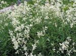 Fil Jätte Fleeceflower, Vit Fleece Blomma, Vit Drake (Polygonum alpinum, Persicaria polymorpha), vit