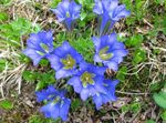Foto Gartenblumen Enzian, Weide-Enzian (Gentiana), hellblau