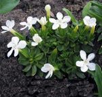 foto I fiori da giardino Genziana, Genziana Salice (Gentiana), bianco