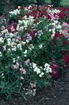 foto I fiori da giardino Pisello Odoroso (Lathyrus odoratus), bianco