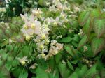 foto I fiori da giardino Epimedium Longspur, Barrenwort , bianco