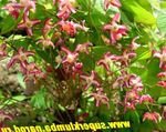 foto I fiori da giardino Epimedium Longspur, Barrenwort , rosso
