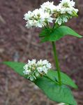 フォト 庭の花 そば (Fagopyrum esculentum), ホワイト