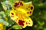 სურათი ბაღის ყვავილები Monkey Flower (Mimulus), ყვითელი