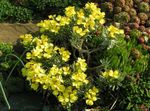 Photo les fleurs du jardin Degenia , jaune