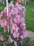 Foto Gartenblumen Rittersporn (Delphinium), rosa