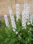 foto Flores do Jardim Esporas-Bravas (Delphinium), branco