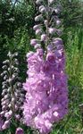 სურათი ბაღის ყვავილები Delphinium , იასამნისფერი