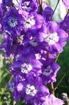 Photo Garden Flowers Delphinium , purple