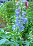 снимка Градински цветове Делфиниум (Delphinium), светло синьо