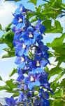 Foto Flores de jardín Espuela De Caballero (Delphinium), azul