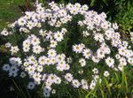 სურათი ბაღის ყვავილები Dendranthema , თეთრი