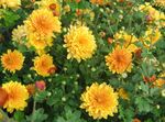 foto I fiori da giardino Dendranthema , arancione