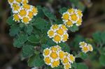 foto I fiori da giardino Dendranthema , giallo