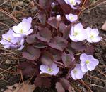 foto I fiori da giardino Twinleaf (Jeffersonia dubia), lilla