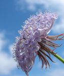 fotografie Záhradné kvety Modrý Kvet Čipka, Rottnest Island Sedmokráska (Didiscus), orgován