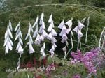 Foto Gartenblumen Engels Angelrute, Feenhaften Stab, Wandflower (Dierama), weiß
