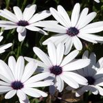 снимка Градински цветове Кабо Невен, Африканския Маргаритка (Dimorphotheca), бял