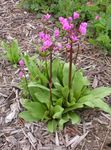 Photo Garden Flowers Shooting star, American Cowslip, Indian Chief, Rooster Heads, Pink Flamingo Plant (Dodecatheon), pink
