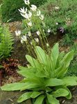 φωτογραφία Λουλούδια κήπου Shooting Star, Αμερικανός, Πασχαλίτσα, Ινδική Επικεφαλής, Επικεφαλής Κόκορα, Ροζ Φλαμίνγκο Φυτό (Dodecatheon), λευκό
