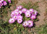 fotografie Gradina Flori Livingstone Margarete (Dorotheanthus (Mesembryanthemum)), roz