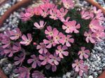 Foto Gartenblumen Douglasia, Felsiger Berg Zwerg-Primel, Vita , rosa