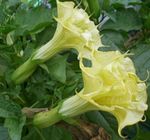 სურათი ბაღის ყვავილები ანგელოზის საყვირი, Devil საყვირი, რქა უამრავი, Downy ეკლის ვაშლის (Datura metel), ყვითელი
