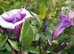 foto Flores do Jardim Trombeta Do Anjo, Trombeta Do Diabo, Chifre Da Abundância, Downy Maçã De Espinho (Datura metel), lilás