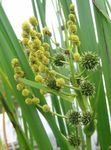 Foto Gartenblumen Exotische Bur Reed (Sparganium erectum), gelb