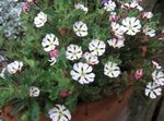 foto I fiori da giardino Zaluzianskya, Notte Phlox , bianco