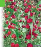 Fil Trädgårdsblommor Strawberry Pinnar (Chenopodium foliosum), röd