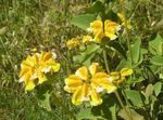 Фото Садові Квіти Зопник (Phlomis), жовтий