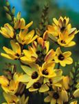 Foto Flores de jardín Ixia , amarillo