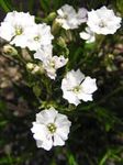 zdjęcie Ogrodowe Kwiaty Alpine Campion (Silene alpestris), biały