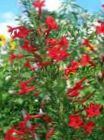 fotografie Záhradné kvety Stojí Cyprus, Šarlátovej Gilia (Ipomopsis), červená