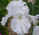Фото Садові Квіти Ірис Бородатий (Iris barbata), білий