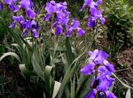 fotografija Vrtno Cvetje Iris (Iris barbata), vijolična