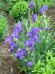 фотографија Баштенске Цветови Ирис (Iris barbata), плави
