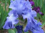 Foto Dārza Ziedi Varavīksnene (Iris barbata), gaiši zils