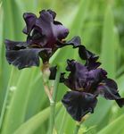 снимка Градински цветове Ирис (Iris barbata), черно