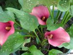 φωτογραφία Λουλούδια κήπου Calla Κρίνος, Κρίνος Arum , ροζ