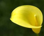 fotografie Záhradné kvety Kala, Arum Ľalie (Calla), žltá