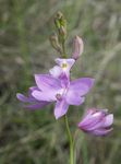 Nuotrauka Sodo Gėlės Žolė Rožinė Orchidėjų (Calopogon), alyvinis