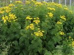 Photo Garden Flowers Curled Tansy, Curly Tansy, Double Tansy, Fern-leaf Tansy, Fernleaf Golden Buttons, Silver Tansy (Tanacetum), yellow