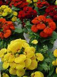 foto Dame Pantoffel, Slipper Bloem, Slipperwort, Zakboekje Plant, Zak Bloem (Calceolaria), rood