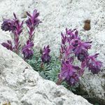 Foto Dārza Ziedi Saxifraga , purpurs