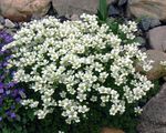 სურათი ბაღის ყვავილები Saxifraga , თეთრი
