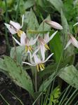 foto Tuin Bloemen Fawn Lily (Erythronium), wit