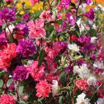fotografija Clarkia, Garland Cvet, Gorski Venec značilnosti